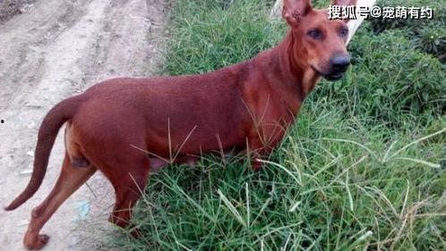 国产黑狼犬视频大全,视频大全中的忠诚伴侣