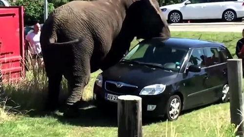 严禁国产大象小视频,国产大象小视频，守护生态底线