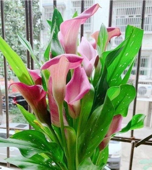 国产马蹄莲有粉色吗视频,探寻粉色品种的美丽瞬间