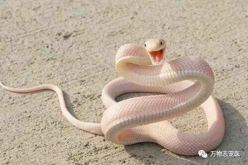 变异国产宠物蛇视频在线观看,变异国产宠物蛇视频在线大揭秘