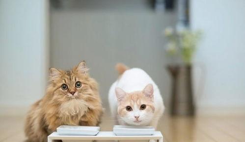 国产猫不吃猫饭吗视频下载,为何不吃猫饭？